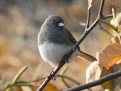 Junco hyemalis image