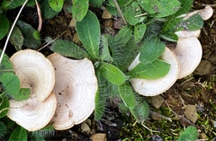 Clitocybe rivulosa