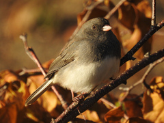 Junco hyemalis image