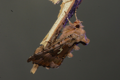 Autographa