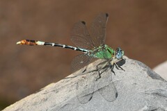 Erpetogomphus elaps
