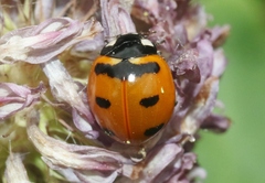 Coccinella transversoguttata