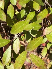Vaccinium arboreum