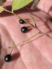 Vaccinium arboreum