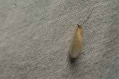 Hemerobius