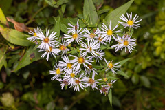 Symphyotrichum puniceum