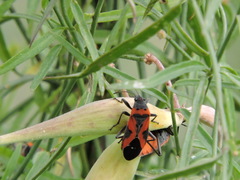 Lygaeus reclivatus
