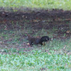Sciurus vulgaris orientis
