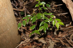 Syzygium luehmannii