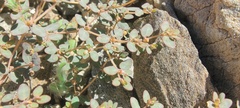 Euphorbia micromera