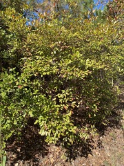 Vaccinium arboreum