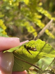 Chauliognathus marginatus