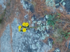 Pilosella piloselloides