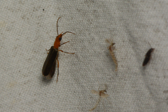 Xanthochroina bicolor