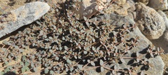 Euphorbia micromera