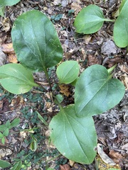 Arnoglossum