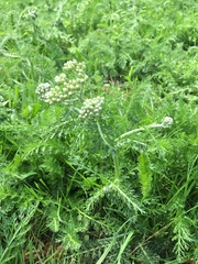 Achillea millefolium
