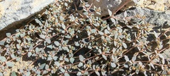 Euphorbia micromera