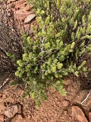 Asparagus mucronatus