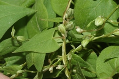 Fallopia convolvulus