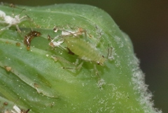 Uroleucon sonchi
