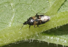 Anthocoris musculus
