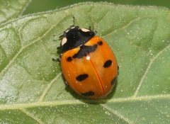 Coccinella transversoguttata