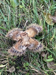 Castanea mollissima