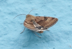Heliothis phloxiphaga