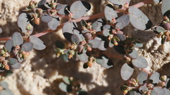 Euphorbia micromera