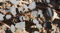 Euphorbia micromera