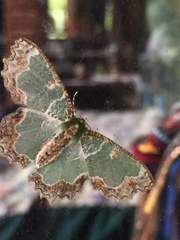 Eucyclodes insperata