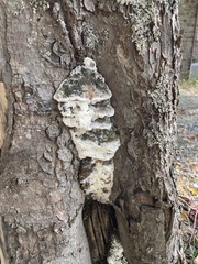 Rigidoporus