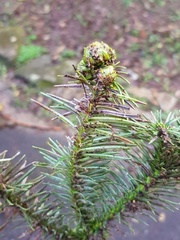 Cunninghamia