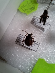Halyomorpha halys