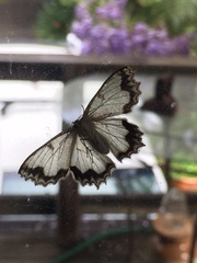 Eucyclodes insperata