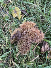 Castanea mollissima