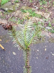 Cunninghamia