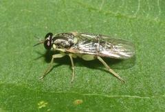 Solva pallipes