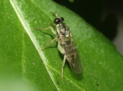 Solva pallipes