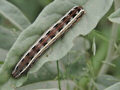 Spodoptera