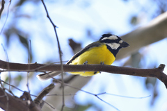 Falcunculus frontatus