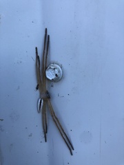 Neosparassus macilentus