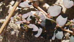Euphorbia micromera