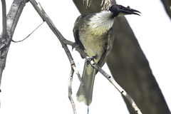 Philemon corniculatus