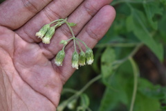 Brickellia grandiflora