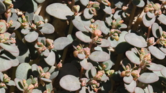 Euphorbia micromera