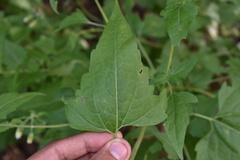 Brickellia grandiflora