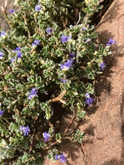 Polygala asbestina