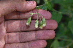 Brickellia grandiflora